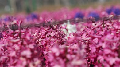 Field of vibrant pink hyacinths in bloom