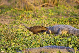 Limpkin (Aramus guarauna) Pantanal Brazil