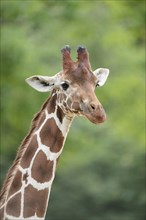 Portrait of a reticulated giraffe (Giraffa camelopardalis reticulata) in spring