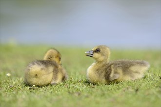 Close-up of two Greylag Goose (Anser anser) chicks in a meadow in spring