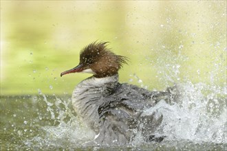 Close-up of a common merganser goosander (Mergus merganser) swimming in the water in spring