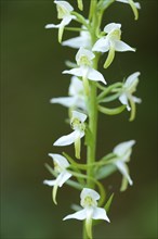 Platanthera chlorantha, commonly known as the Greater Butterfly-orchid