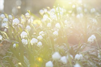 Spring Snowflake (Leucojum vernum) blossoms in a forest on a sunny evening in spring