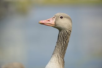 Portrait of a Greylag Goose (Anser anser) on a meadow in spring
