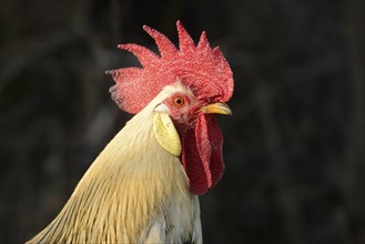 Portrait of a rooster on a meadow in spring