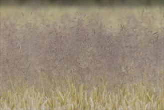 Cereal field, unseeded wheat (Triticum aestivum) interspersed with true grass (Poaceae), North