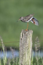 Common redshank (Tringa totanus), standing on a pole and stretching, Lower Saxony, Germany, Europe