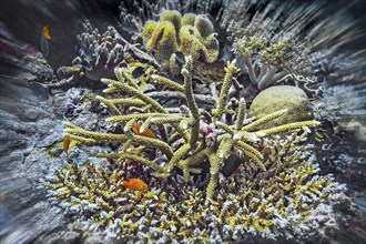 Deer antler coral, (Acropora cervicornis) Wakatobi Dive Resort, Sulawesi, Indonesia, Asia