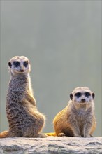 Meerkat (Suricata suricatta), occurrence Africa, captive, Baden-Wuerttemberg, Germany, Europe