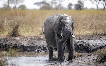 African elephant (Loxodonta africana), young animal taking a mud bath, African savannah, Kruger