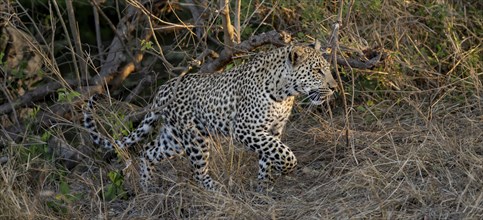 Leopard (Panthera pardus) running through dry grass, adult, Kruger National Park, South Africa,