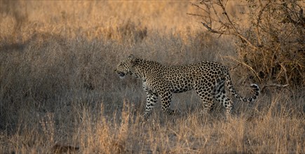 Leopard (Panthera pardus) running through dry grass, adult, in the evening light, Kruger National