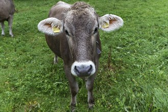 Allgaeu cow, portrait, Bad Hindelang, Allgaeu, Bavaria, Germany, Europe
