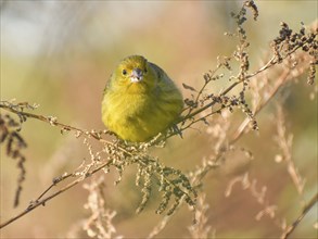 Free-living saffron finch (Sicalis flaveola) or male saffron bunting, seen in Buenos Aires,