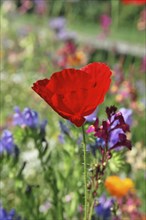 Poppy flower (Papaver rhoeas), flower meadow, Baden-Wuerttemberg, Germany, Europe, close-up of a