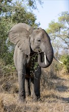 African elephant (Loxodonta africana), eating leaves, African savannah, Kruger National Park, South