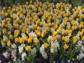 A large flower bed full of yellow tulips and white flower-bed in a park, many colourful, blooming