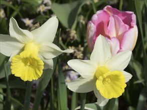 Two wild daffodils with yellow centres and a pink flower in the background, standing together