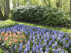 Purple hyacinths and red tulips stand beautifully in a colourful garden surrounded by green nature,