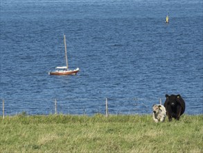 Two cows and a dog in a meadow by the sea, with a boat in the background, Heligoland, Germany,