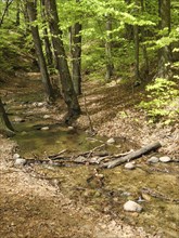 A small stream flows through a quiet forest with green foliage and autumn leaves, spring on the