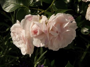 Close-up of pink rose blossoms in the sunlight, surrounded by green leaves, The rose town molde in