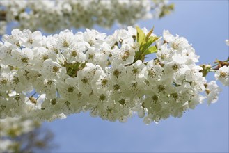 Tart cherry (Prunus cerasus) Blossoms in spring, Bavaria, Germany, Europe