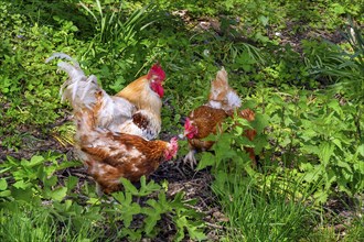 Free-range domestic chickens with Han (Gallus gallus domesticus, also Gallus domesticus), Allgaeu,