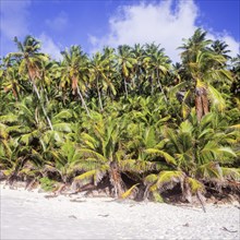 Coconut palms on Anse Victorin beach, Fregate, Seychelles, Africa