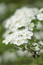 Close-up of common hawthorn (Crataegus monogyna) blossoms in early summer