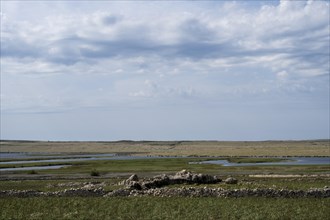 Veliko Blato bird sanctuary, Pag island, Zadar, Dalmatia, Croatia, Europe