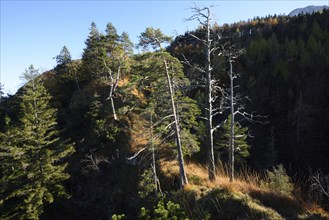 Landscape of Scots pine (Pinus sylvestris L.) trees growing on a mountain near lake Mondsee in