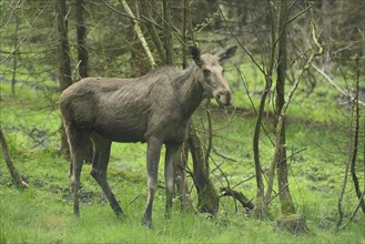 Close-up of a Eurasian elk (Alces alces) in a forest in early summer, Bavarian Forest National