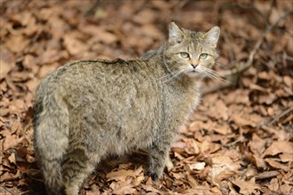 Close-up of a European wildcat (Felis silvestris silvestris) in a forest in spring