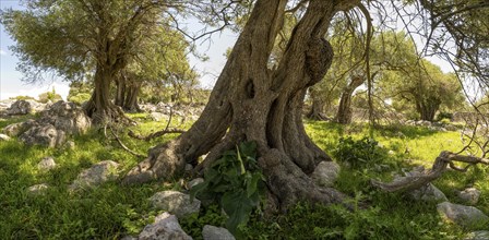 Old olive trees near Lun, island of Pag, Zadar, Dalmatia, Croatia, Europe