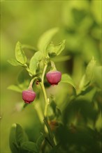 Close-op of European blueberry (Vaccinium myrtillus) blossoms in a forest in spring