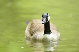 Close-up of a Canada goose (Branta canadensis) swimming in the water in spring