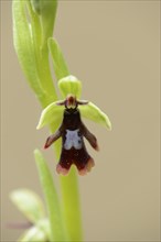 Close-up of a fly orchid (Ophrys insectifera) blossom in a forest in spring, Upper Palatinate