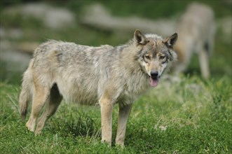 Algonquin wolf (Canis lupus lycaon) in a meadow, captive, Germany, Europe