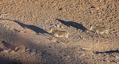 Two hartmann's mountain zebras (Equus zebra hartmannae) in the sand, casting long shadows, from