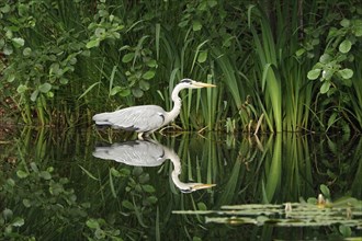 Grey heron in a water lily pond, May, Germany, Europe