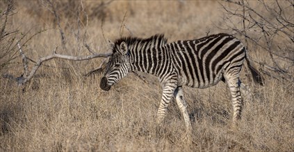 Plains zebra (Equus quagga), young animal in tall grass, Kruger National Park, South Africa, Africa