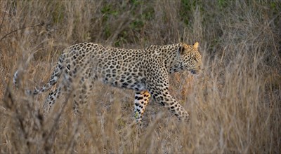 Leopard (Panthera pardus) running through dry grass, adult, in the evening light, Kruger National