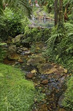 Stony stream with hot thermal water surrounded by green ferns and dense vegetation, Caldeira Velha