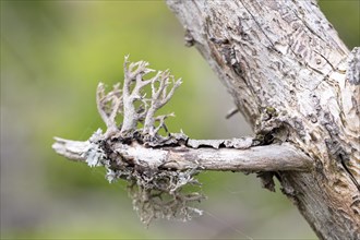 Tree moss (Pseudevernia furfuracea), he