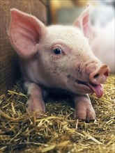 A cheeky little pink piglet lies on straw with its tongue sticking out in a farmyard setting
