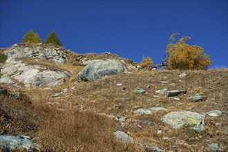 Stony hilly landscape with scattered trees and golden autumnal colours under a clear blue sky, bare