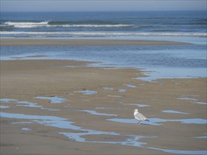 A seagull stands on a sandy beach with puddles, while gentle waves hit the shore and the sky lies