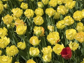 Close-up of yellow tulips with some red flowers in a spring garden, many colourful, blooming tulips