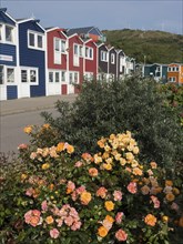 Colourful houses along a street with blooming flowers and green bushes in the foreground,